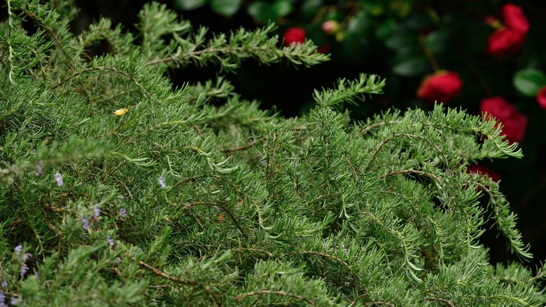 Creeping rosemary growing wild