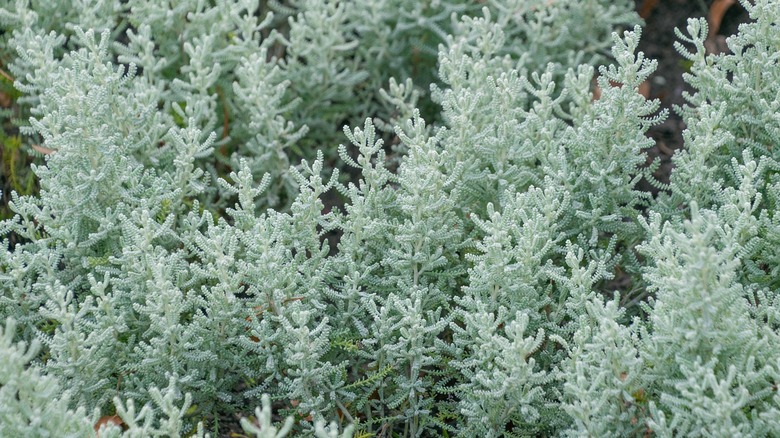 Closeup of lavender cotton branches