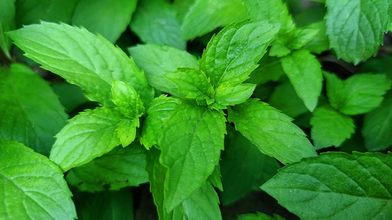 Closeup of mint plant leaves