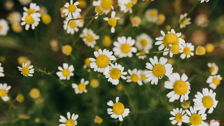 A group of roman chamomile flowers in bloom