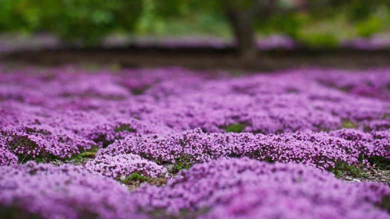 A field of purple creeping thyme flowers