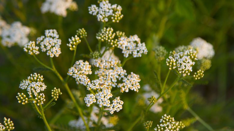 White yarrow inflorescences in bloom