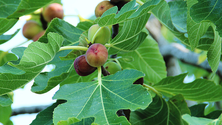 Ripe figs nestled in the large leaves of a fig tree.