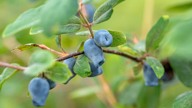 Dusty blue honeyberry fruits on the branch of a honeyberry shrub.