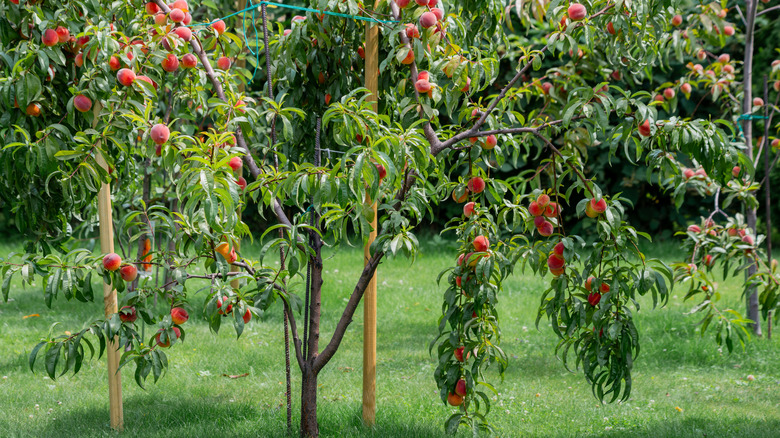 A peach tree has many branches that are heavy with fruit.