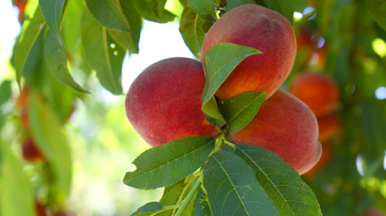 Heavy ripe peaches hang on the end of a branch of a peach tree.