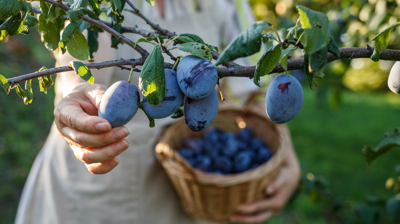 A person harvests bluish plums from a tree.