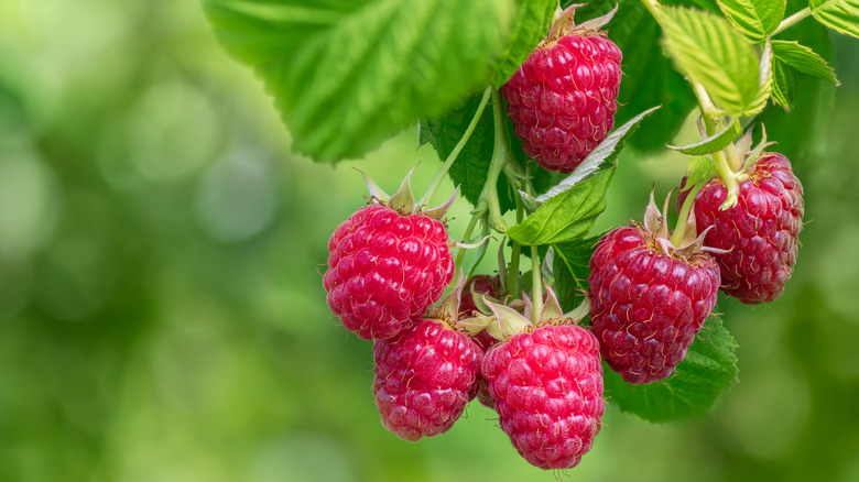 A cluster of ripe red raspberries hang from a raspberry bush.