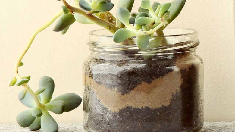 jade plant in candle jar