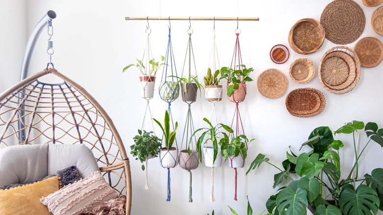 plants in macrame hangers