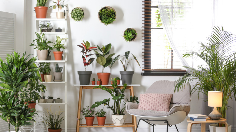 white plant shelves