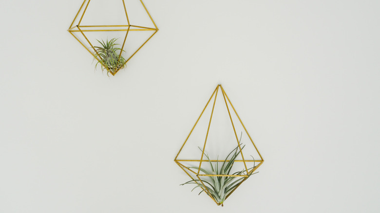 air plants in brass wall mounts