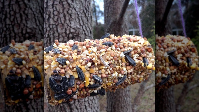 toilet roll bird feeder