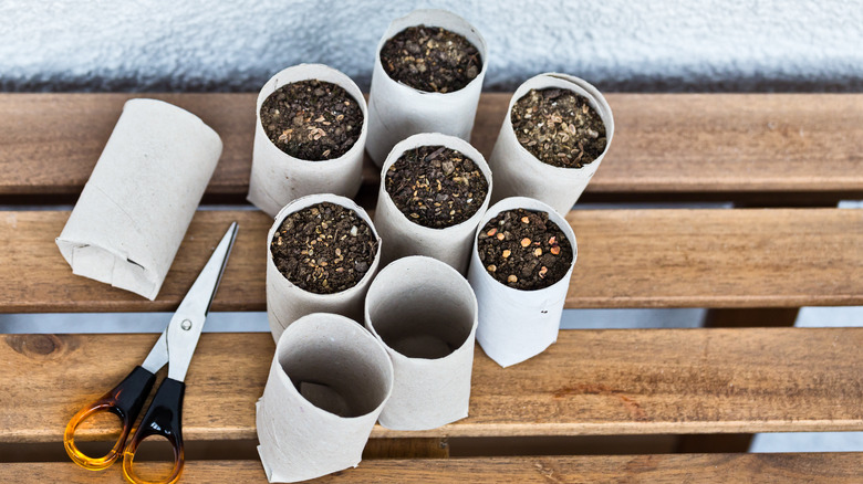 seeds planted in cardboard tubes