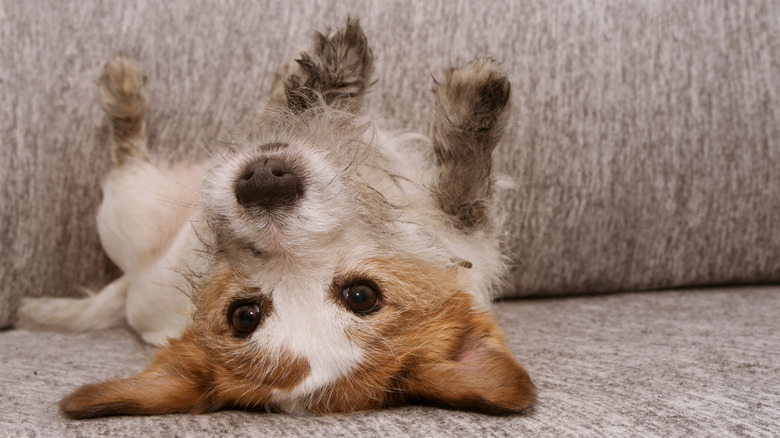 dirty puppy on couch