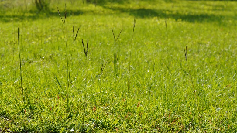 Green bahiagrass in yard