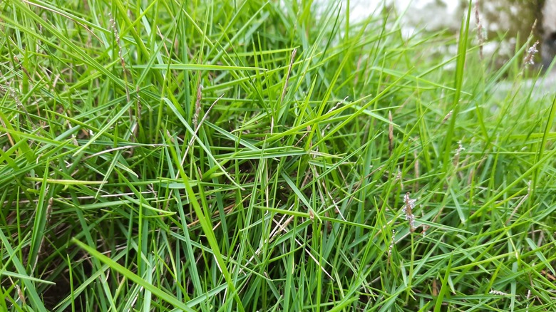 green creeping bentgrass blades