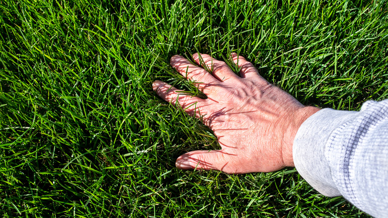hand touching green grass