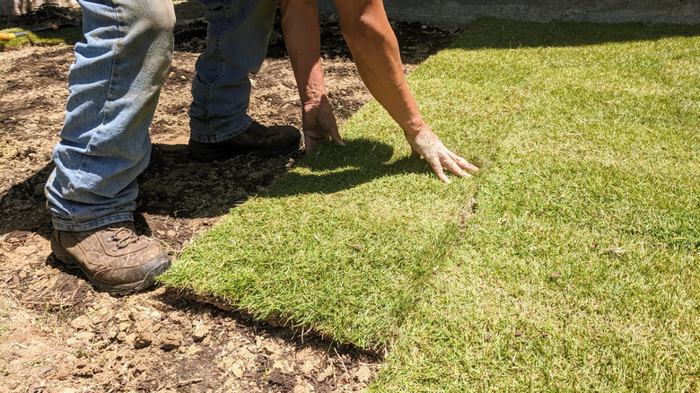person laying zoysia grass