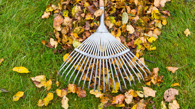 Raking fall leaves