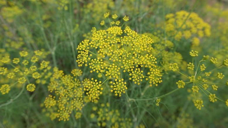 yellow fennel plant flowers