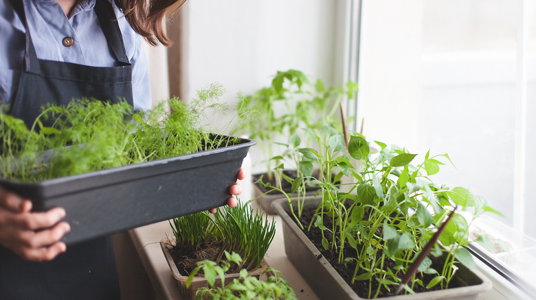 woman with planter