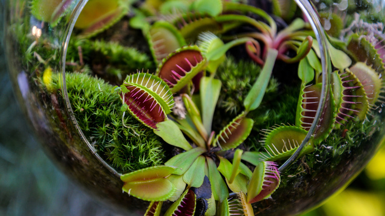 venus flytrap