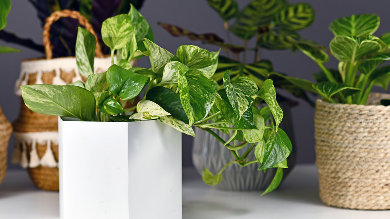 Pothos in white pot