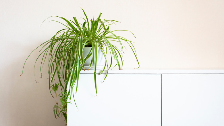 spider plant on cabinet