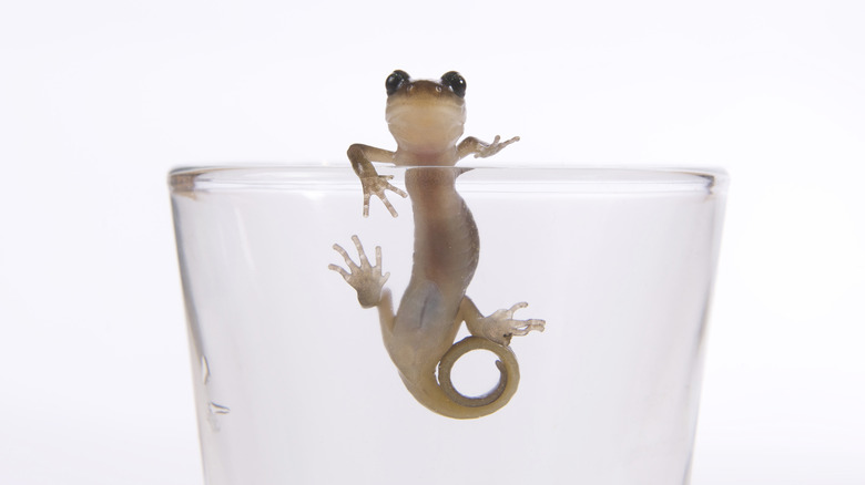 Lizard stuck in a cup