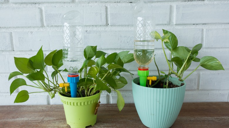 Plants with self-watering system