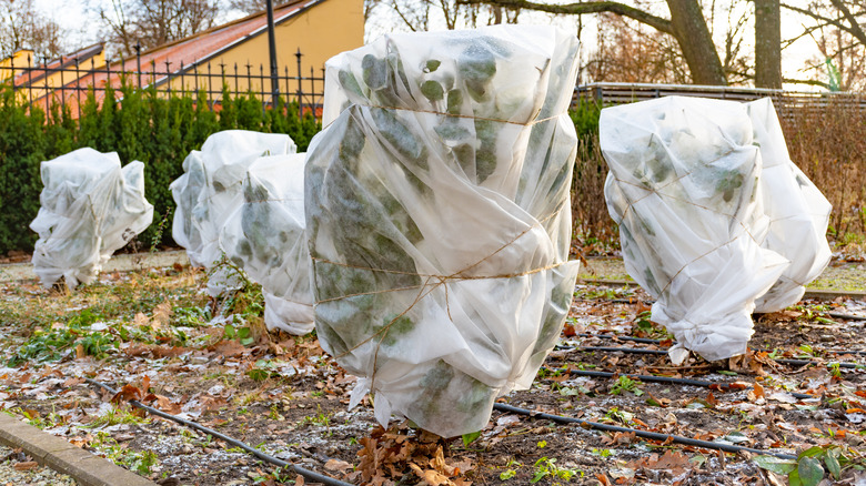 shrubs protected with fabric