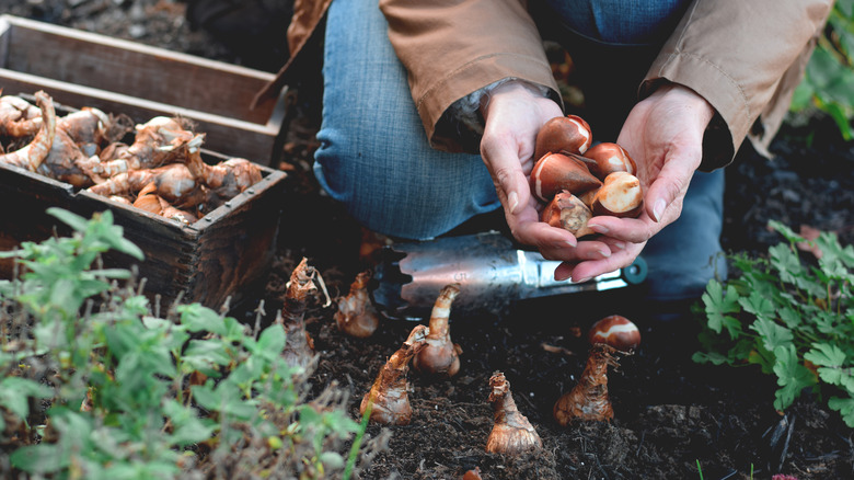 planting flower bulbs