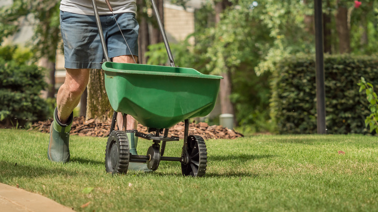 man seeding lawn