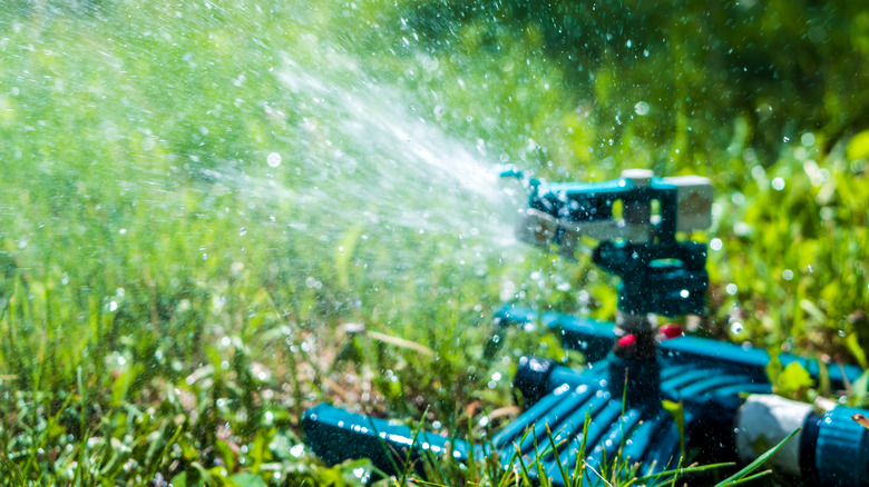 A lawn sprinkler in use