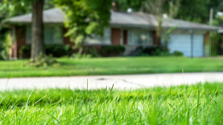 A well-tended home lawn