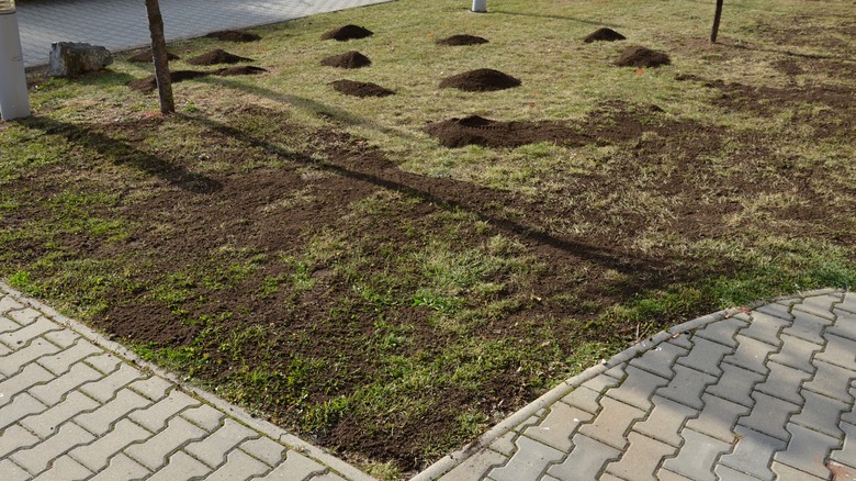 compost spread over lawn