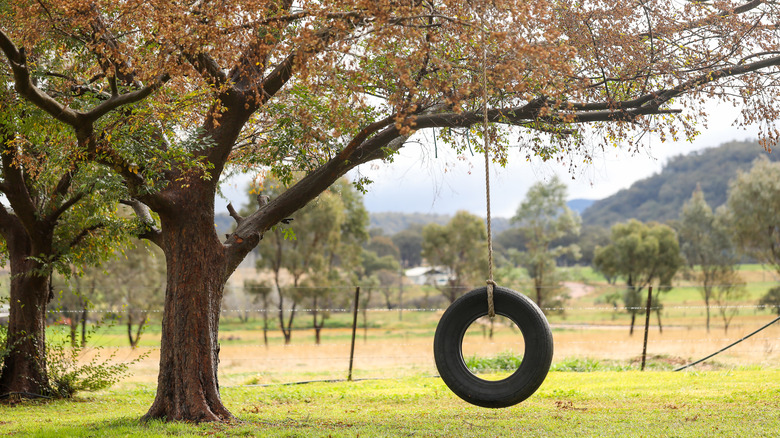 tyre swinging from chinese elm