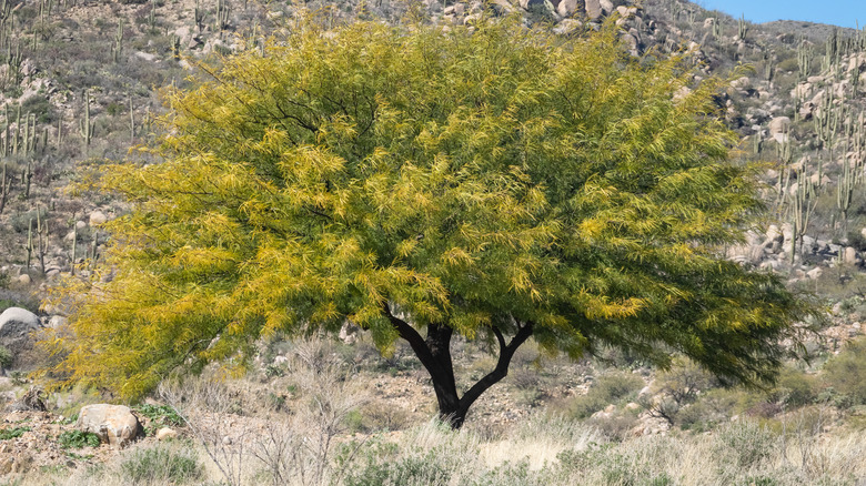 mesquite tree growing in desert