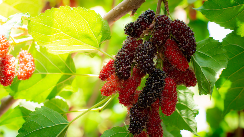 mulberry fruit growing on tree