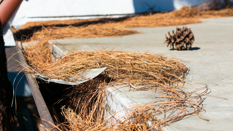 pine debris clogging a gutter