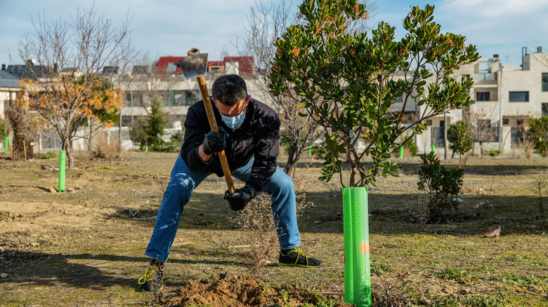 a man planting a tree