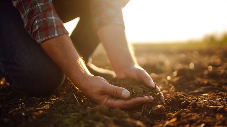 inspecting the soil