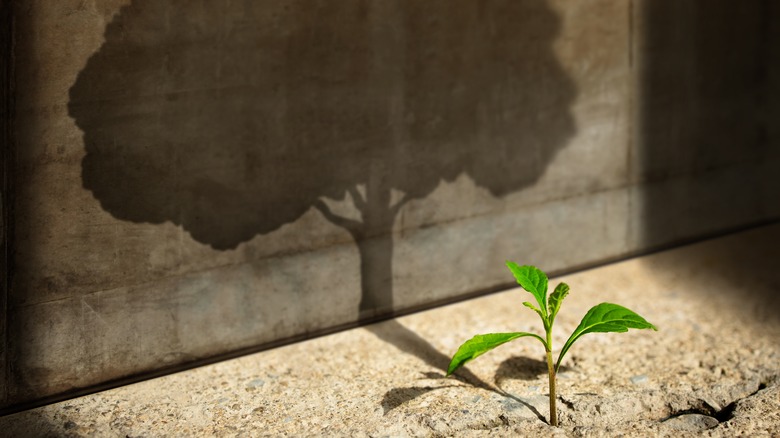 sprout and tree shadow