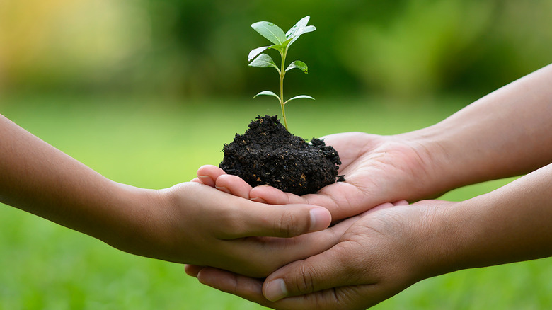 a small tree in hands