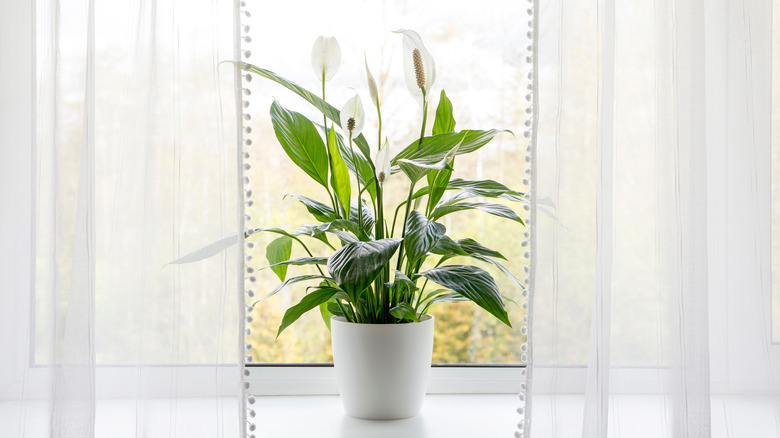 Peace lily