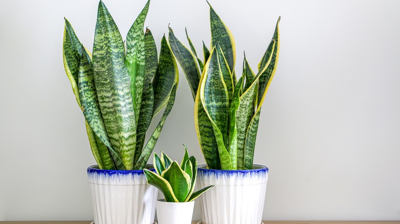 Snake plant