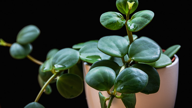 peperomia plant