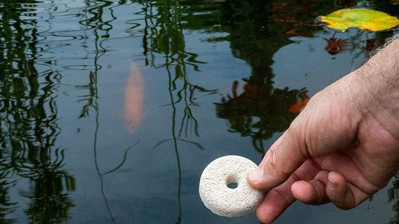 hand holding mosquito dunk