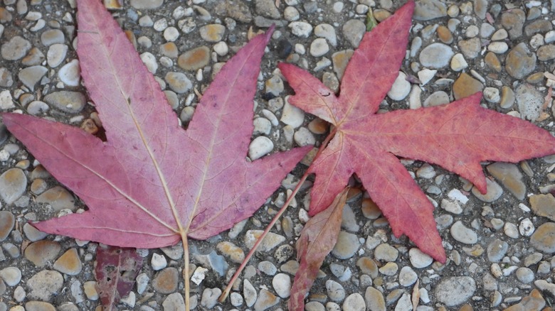 Red leaves on a gravel driveway